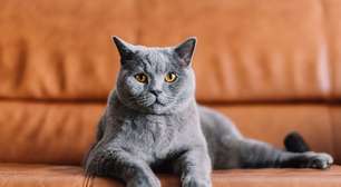 6 raças de gato originárias do Reino Unido