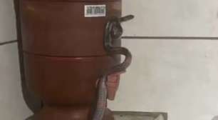 Pra quem não viu: Família se depara com cobra no filtro de barro