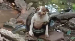 Sucuri de 6 metros é flagrada enrolada em cachorra no interior de SP; veja