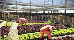 Unidades prisionais do RS produzem e doam quase 8 toneladas de hortaliças em 2025