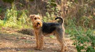 Welsh terrier: conheça as características dessa raça de cachorro