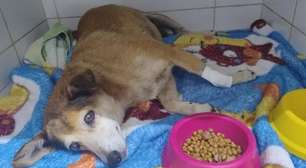 Homem é detido após atropelar cadela comunitária e deixá-la ferida em carro em Imbé