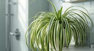 A planta ideal para o seu banheiro, para que você esqueça o mofo e a umidade