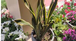 6 plantas que trazem sorte e proteção para a sua casa