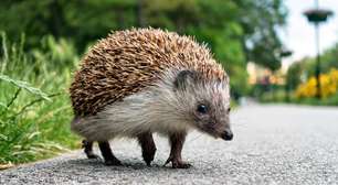 Pequeno, mas poderoso: o papel do porco-espinho no ecossistema