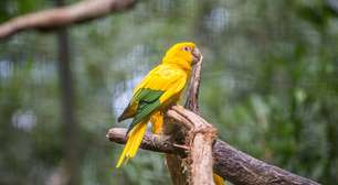 Ararajuba: a joia amarela que só existe no Brasil