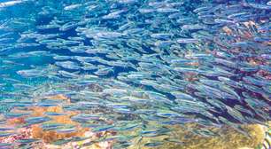 Abundância marinha: os peixes que dominam os mares brasileiros