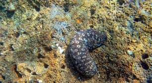 Pepino-do-mar: substância do oceano pode bloquear enzima ligada ao câncer