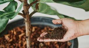 Nem borra de café, nem cascas de ovo: se você jogar restos de comida nas suas plantas, pode estar matando-as