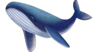 O que leva a baleia-azul ser considerada o animal mais barulhento do mundo?