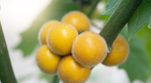 Fruta esquecida por muitos tem 10 vezes mais vitamina C que a laranja e outros benefícios