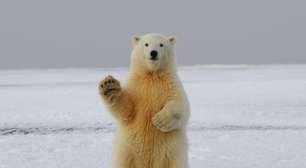 Pensávamos que os ursos polares estavam condenados a desaparecer; na Noruega, eles estão ficando mais gordos e saudáveis