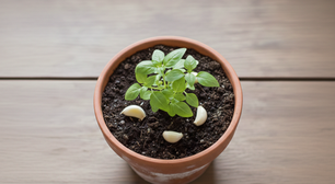 Poucas pessoas sabem qual a finalidade de colocar dentes de alho ao redor das plantas do jardim
