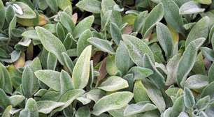 O que é peixinho-da-horta? Conheça a planta comestível que tem gosto peixe