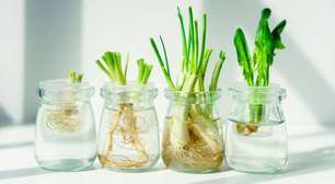 Pouca gente sabe, mas dá para plantar cebolinha só na água e ter verdura fresca o ano todo