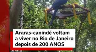 Depois de 200 anos, ararás-canindé voltam a viver no Rio de Janeiro