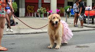 Pode levar cachorro no bloquinho? Veja o que considerar