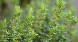 Tomilho: confira os benefícios desta erva para a saúde