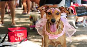 Carnaval com pets: 3 cuidados para garantir a saúde dos animais na festa