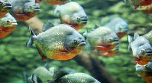 O verdadeiro risco das piranhas para humanos