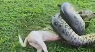 Cachorro atacado por sucuri de 3 metros é salvo pelo Exército no Pará