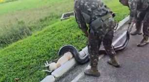 Vídeo mostra militares salvando cachorro de ataque de sucuri em batalhão no Pará