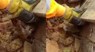 Filhote de gato é resgatado dos escombros onde família morreu soterrada após deslizamento em MG