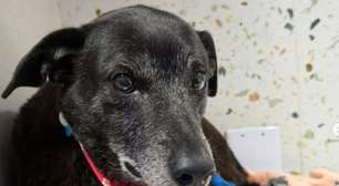 Pretinha, companheira de cão Orelha, morre um mês após morte do cachorro
