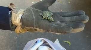 Casal é preso com quase 700 filhotes de tartaruga-tigre-d'água em Porto Alegre