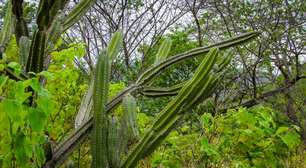 Mandacaru: o cacto do Nordeste que alimenta e encanta