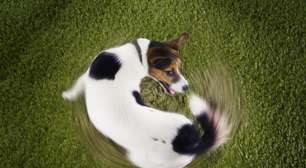 Cachorro andando em círculos pode indicar problema? Entenda as causas e quando se preocupar