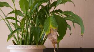 O que significa quando as pontas das folhas da sua planta secam?