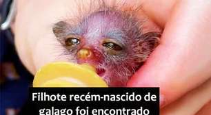 Filhote de galago é socorrido na África; veja peculiaridades da espécie