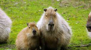 Carismáticas, capivaras são importantes para a ecologia e cativam o público