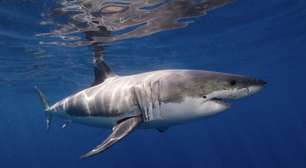 Tubarões-brancos mudam formato de dentes à medida que crescem e envelhecem