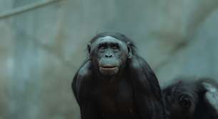 Acreditava-se que macacos não seriam capazes de interagir com objetos imaginários, mas este estudo acaba de provar o contrário