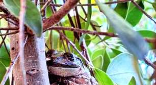 Imagem de sapo em ninho de pássaro viraliza na internet