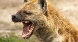 Quem ganharia a briga entre um lobo e uma hiena?