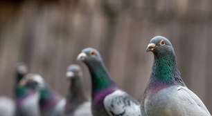 Bem-vindos ao "Homogenoceno": como os humanos estão tornando a vida selvagem perigosamente igual