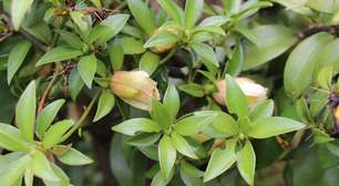 A carne dos pobres: a planta trepadeira que tem mais proteína que o feijão