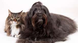 Alimentação equilibrada auxilia a saúde intestinal de cães e gatos