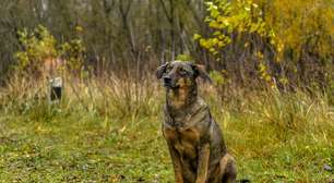 Traumatizados e abandonados, os cachorros da Ucrânia recuperam traços selvagens na luta pela sobrevivência