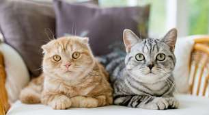 Hierarquia dos gatos: 7 curiosidades sobre a convivência desses animais