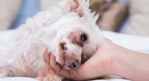 Alzheimer canino: conheça os sintomas, causas e como prevenir