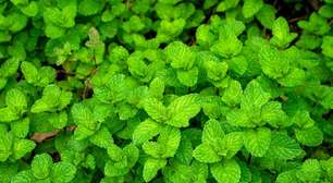 Hortelã: 7 benefícios da planta para a saúde e como usá-la
