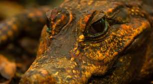 Eles rastejaram para dentro de uma caverna, comeram morcegos e começaram a sofrer mutações, dando origem a uma nova espécie: crocodilos anões laranja