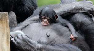 Bebê chimpanzé vira o mais novo integrante do Zoológico de SP, e nome será escolhido pelo público
