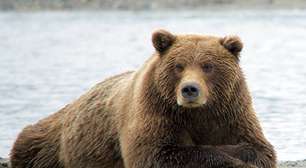 Eles ficam sozinhos de boa: animais que se viram muito bem sem companhia