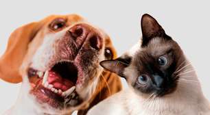 Sente uma conexão especial com os pets? A explicação pode ser espiritual