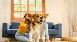 7 sinais de que seu cachorro pode ter TDAH